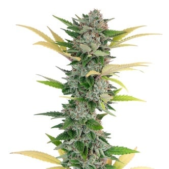 Gello Z (Growers Choice) feminized