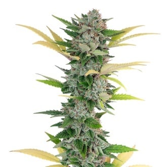 Gello Z (Growers Choice) feminized