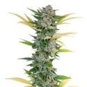 Gello Z (Growers Choice) feminized