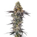 Lobster Butter (Growers Choice) feminized