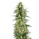 Permanent Whitemarker (Growers Choice) Feminized