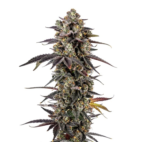 Pink Glitterbomb (Growers Choice) feminized