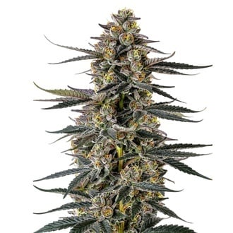 Triploid F1 Iced Sangria (Growers Choice) Feminized