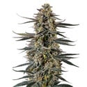 Triploid F1 Iced Sangria (Growers Choice) Feminized