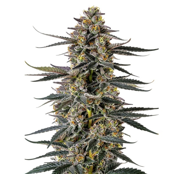 Triploid F1 Iced Sangria (Growers Choice) Feminized