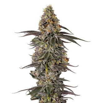 Triploid F1 Sticky Wasabi (Growers Choice) Feminized