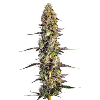 Unicorn Wagyu (Growers Choice) feminized