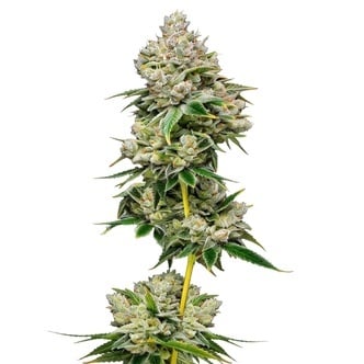 White Truffle Limited Edition (Growers Choice) feminized