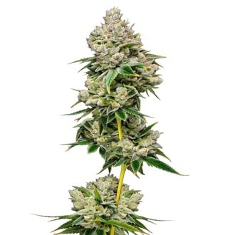 White Truffle Limited Edition (Growers Choice) feminized