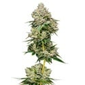 White Truffle Limited Edition (Growers Choice) feminized