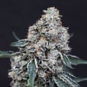 Quick Wash (Exotic Seed) Feminized