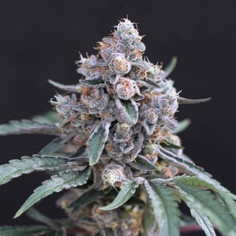 Turbo Junky (Exotic Seed) feminized