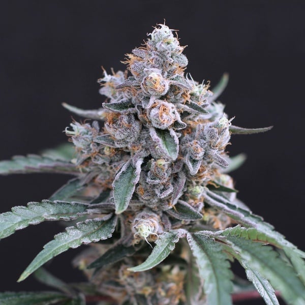Turbo Junky (Exotic Seed) Feminized
