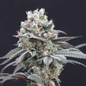 The Clash (Exotic Seed) Feminized
