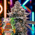 Hash Burger (Zamnesia Seeds) feminized