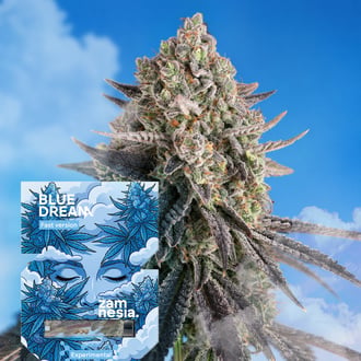 Blue Dream Fast Version (Zamnesia Seeds) Feminized