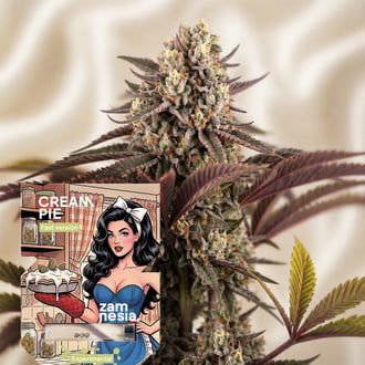 Cream Pie Fast Version (Zamnesia Seeds) Feminized