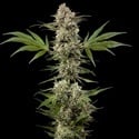 Banana Runtz F1 (Barney's Farm) feminized