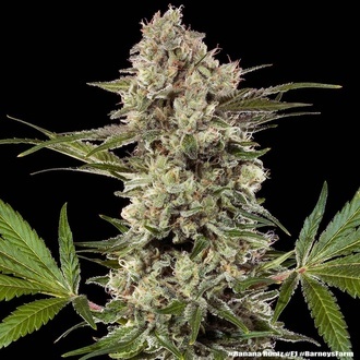 Banana Runtz F1 (Barney's Farm) feminized