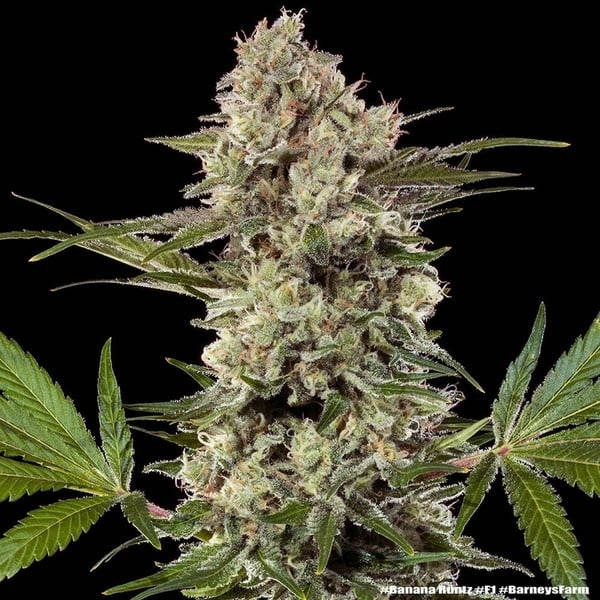 Banana Runtz F1 (Barney's Farm) feminized