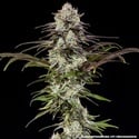 London Pound Cake F1 (Barney's Farm) feminized