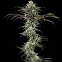RS11 F1 (Barney's Farm) feminized
