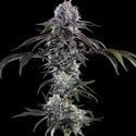Durban Z F1 (Barney's Farm) feminized