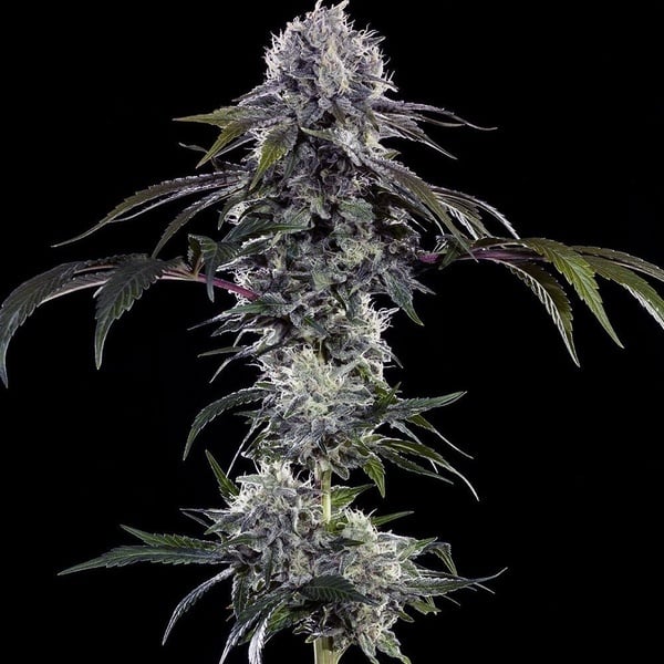Durban Z F1 (Barney's Farm) feminized