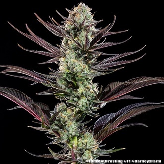 Thin Mint Frosting F1 (Barney's Farm) feminized
