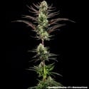 Thin Mint Frosting F1 (Barney's Farm) feminized