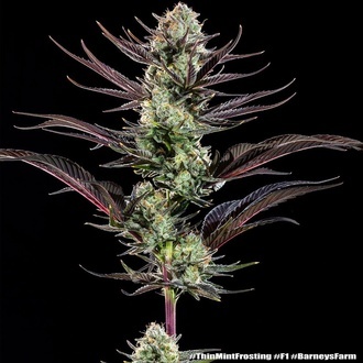 Thin Mint Frosting F1 (Barney's Farm) feminized
