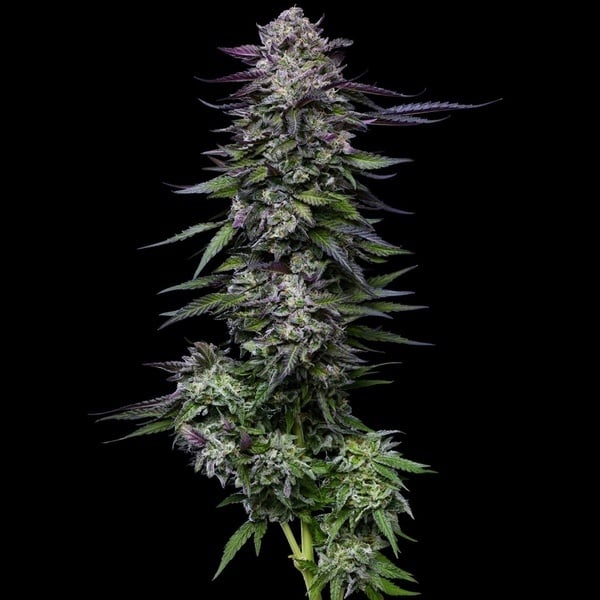 Candy Hustle (Humboldt Seed Company) Feminized