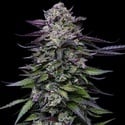 Candy Hustle (Humboldt Seed Company) Feminized