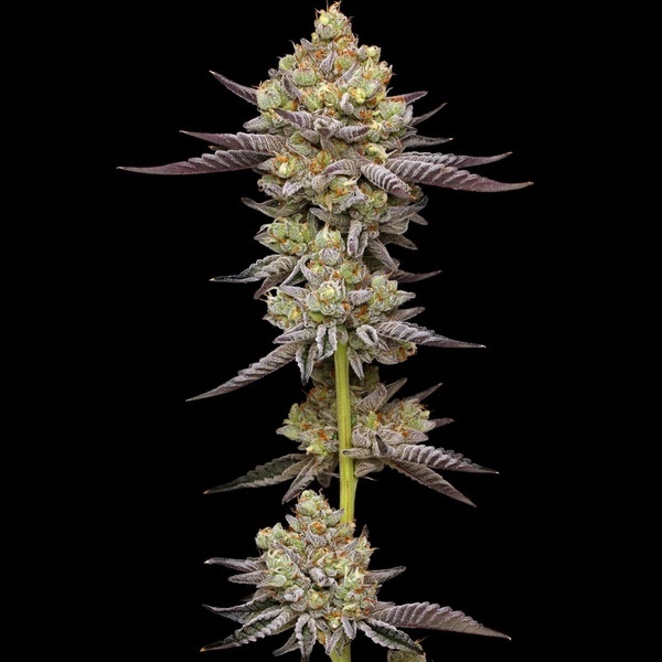 Hyper Za (Humboldt Seed Company) Feminized