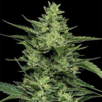 Limez (Humboldt Seed Company) Feminized