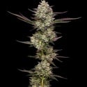 Puff Pastry (Humboldt Seed Company) Feminized