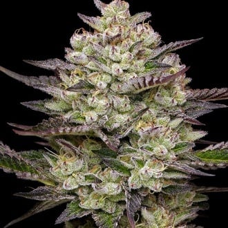 Puff Pastry (Humboldt Seed Company) Feminized
