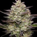Puff Pastry (Humboldt Seed Company) Feminized