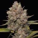 Hella Jelly Autoflower (Humboldt Seed Company) Feminized