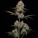 Hella Jelly Autoflower (Humboldt Seed Company) Feminized