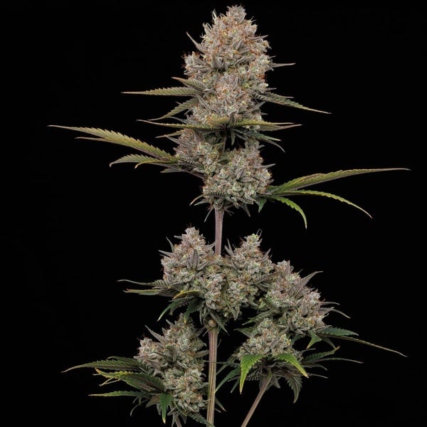Hella Jelly Autoflower (Humboldt Seed Company) Feminized