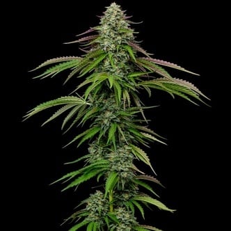 Garlic Budder Autoflower (Humboldt Seed Company) feminized