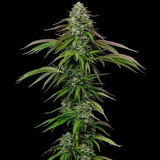 Garlic Budder Autoflower (Humboldt Seed Company) Feminized