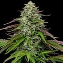 Garlic Budder Autoflower (Humboldt Seed Company) Feminized