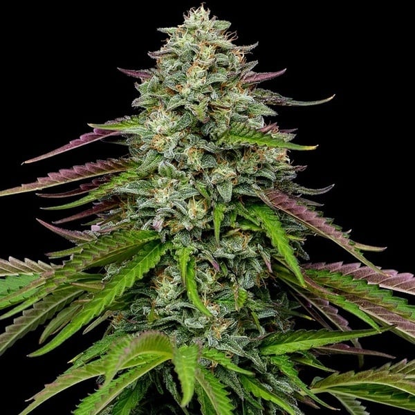 Garlic Budder Autoflower (Humboldt Seed Company) Feminized