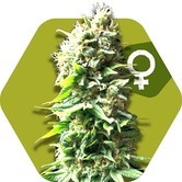 Skunk (Zambeza) feminized