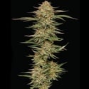 Orange Creampop (Humboldt Seed Company) Feminized
