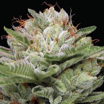 Durban Poison Autoflower (Humboldt Seed Company) feminized