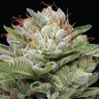 Durban Poison Auto (Humboldt Seed Company) Feminized