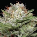 Durban Poison Auto (Humboldt Seed Company) Feminized